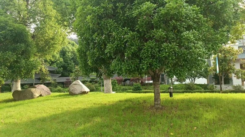 深圳绿植租赁定制服务：打造城市绿意的专业之道**